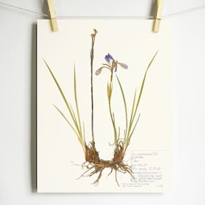 Iris Print; colorado wildflower art pressed flower herbarium décor purple iris with roots pressed plant print gift nature lover educational