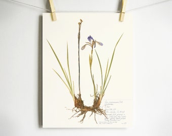 Iris Print; colorado wildflower art pressed flower herbarium décor purple iris with roots pressed plant print gift nature lover educational