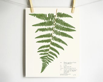 Print of Bracken Fern Pressed Botanical herbarium specimen fern print pressed leaves art inspired by nature green fern frond botany art