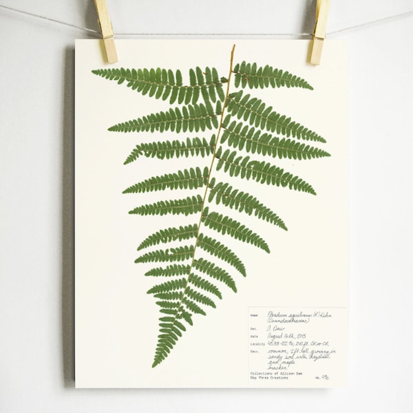 Print of Bracken Fern Pressed Botanical herbarium specimen fern print pressed leaves art inspired by nature green fern frond botany art