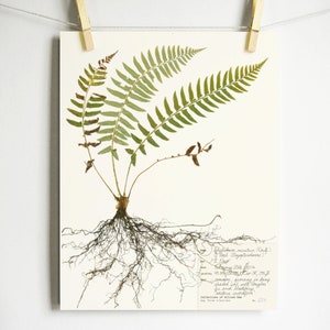 Fern Print; botany wall art plant with roots oregon art housewarming gift nursery art nature lover science print botanical picture fronds