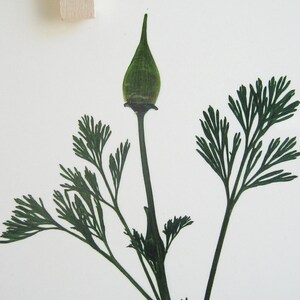 May include: A close-up of a dried green flower bud with delicate green leaves.
