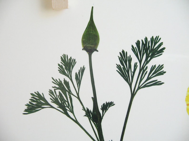 May include: A close-up of a dried green flower bud with delicate green leaves.