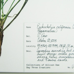 May include: A pressed botanical specimen of Eschscholzia californica on white paper with a handwritten label. The label includes the name, date October 20, 2013, locality 45.3363, -122.7493, 280ft, and description of a spreading herb with orange corolla.