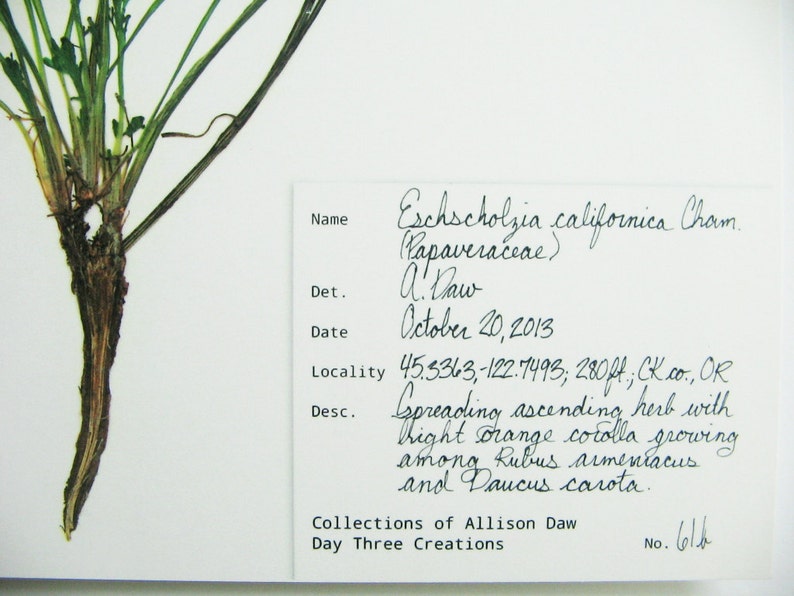 Impression de pavot de Californie art végétal pressé impression de fleurs sauvages d'art de pavot pressé original art de fleur d'oranger botanique d'art de fleurs sauvages pressé image 5