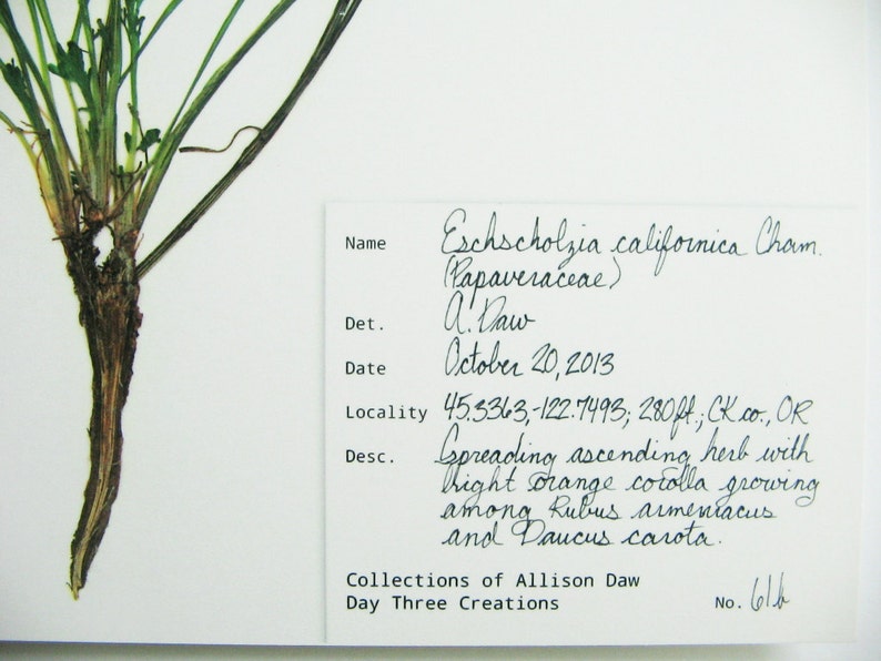 May include: A pressed botanical specimen of Eschscholzia californica on white paper with a handwritten label. The label includes the name, date October 20, 2013, locality 45.3363, -122.7493, 280ft, and description of a spreading herb with orange corolla.