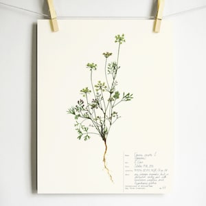 Queen Anne&#39;s Lace Print; pressed flower dried flower farmhouse art herbarium specimen scientific art pressed botanical botany wall art