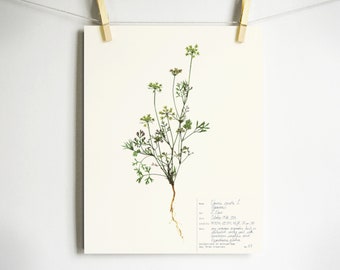 Queen Anne's Lace Print; pressed flower dried flower farmhouse art herbarium specimen scientific art pressed botanical botany wall art