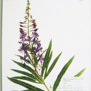 Fireweed Print; Purple Wildflower Print Pressed Plant Art Purple Flower ...