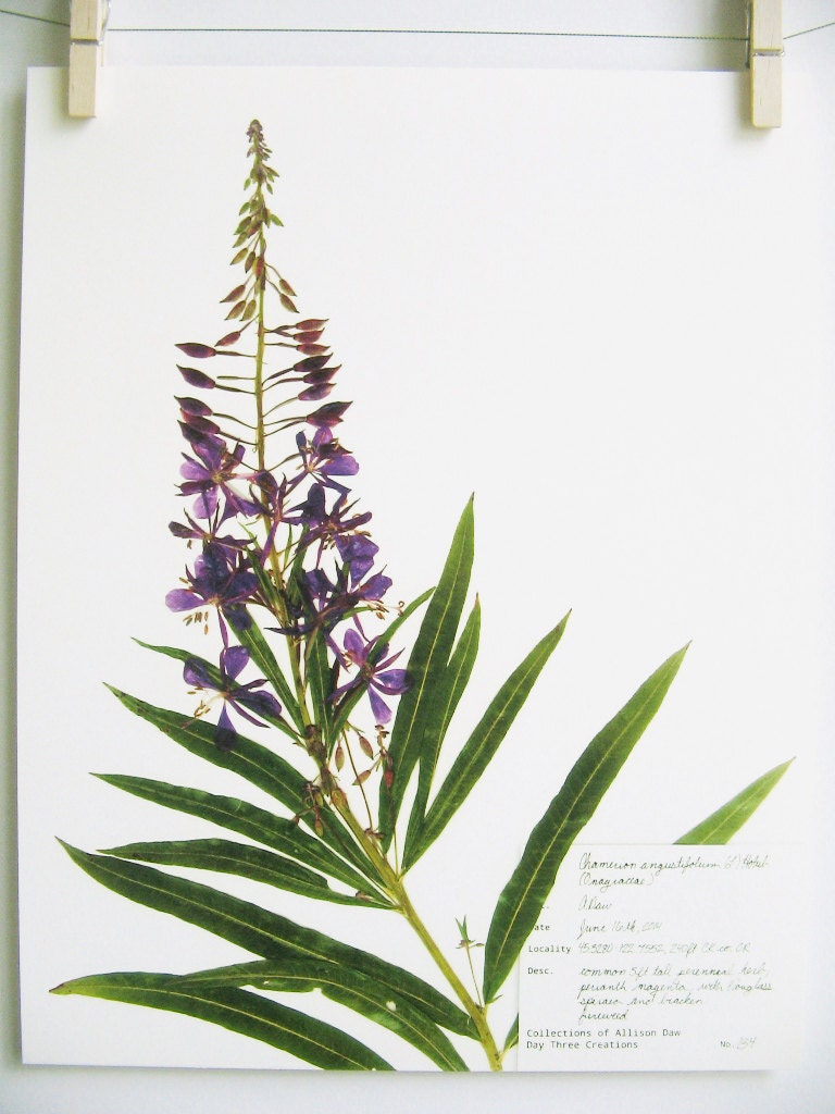 Fireweed Print Purple Wildflower Print Pressed Plant Art - Etsy
