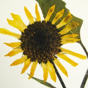 May include: A pressed sunflower with yellow petals and a dark brown center. The flower is mounted on a white background.