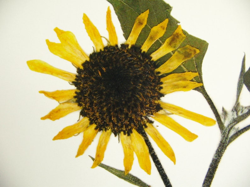 May include: A pressed sunflower with yellow petals and a dark brown center. The flower is mounted on a white background.