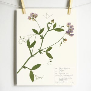 May include: A pressed flower art print featuring a delicate purple and white sweet pea flower with green stems and leaves. The print includes a handwritten label with the name "Lathyrus latifolius" and other details about the flower.