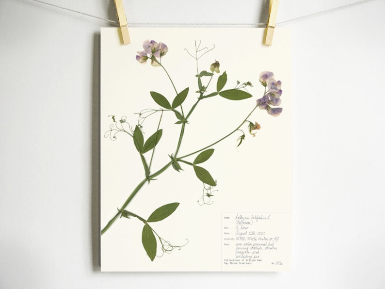 May include: A pressed flower art print featuring a delicate purple and white sweet pea flower with green stems and leaves. The print includes a handwritten label with the name "Lathyrus latifolius" and other details about the flower.