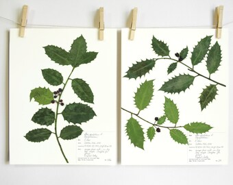 Holly Print Set; christmas wall art holiday decor pressed plant herbarium specimen print of original with scientific labels different sizes