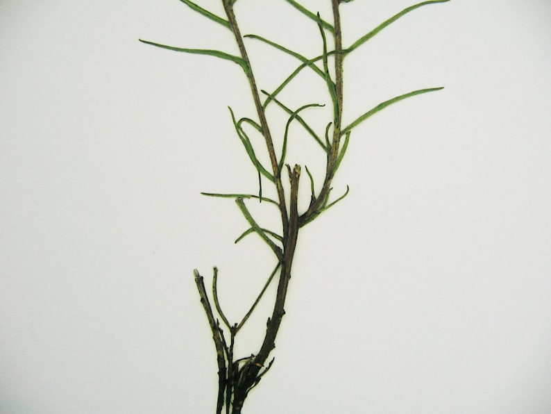 以下が含まれることがあります： 細い緑色の茎と枝を持つ乾燥した植物標本のクローズアップ。植物は白い背景にマウントされています。