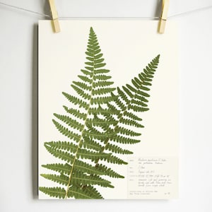 Western Bracken Fern Print; fern herbarium specimen real pressed botanical art fern fronds scientific label wall art dried plant art Light (with label)