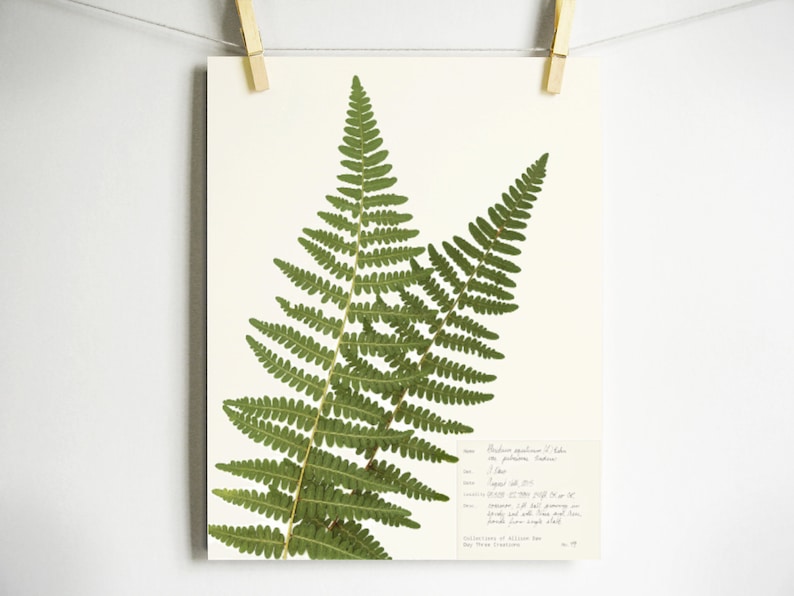 Western Bracken Fern Print; fern herbarium specimen real pressed botanical art fern fronds scientific label wall art dried plant art Light (with label)