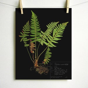 Fern Print pressed botanical pressed plant pressed fern botanical print herbarium specimen art scientific art dried plant with roots art Dark (with label)