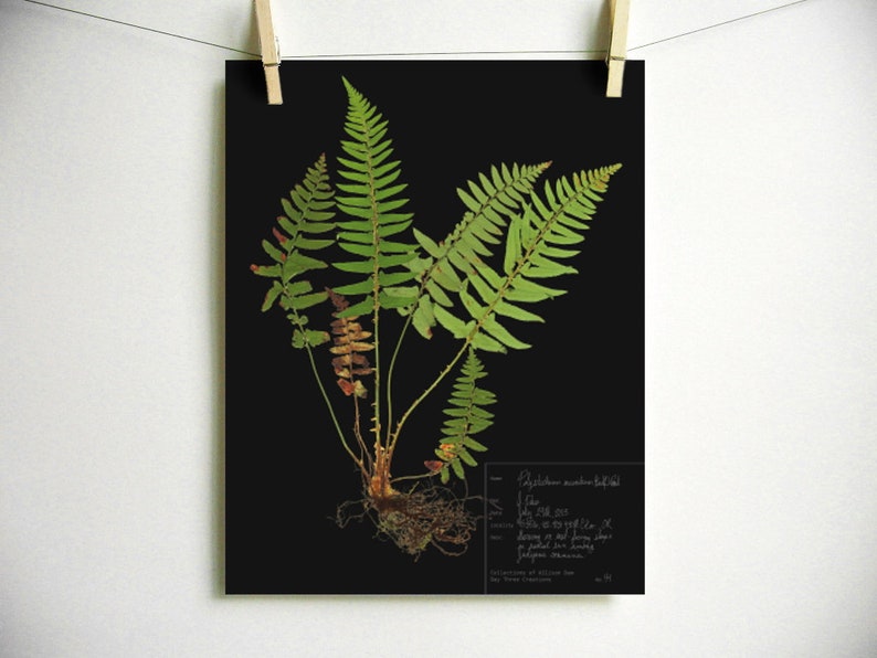 Fern Print pressed botanical pressed plant pressed fern botanical print herbarium specimen art scientific art dried plant with roots art Dark (with label)