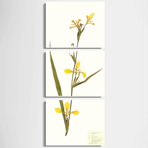 May include: A set of three botanical prints featuring pressed yellow flowers with green stems and leaves on a white background.