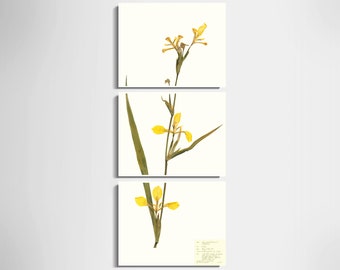 Yellow Iris Print Set of 3; vertical wall décor pressed flower herbarium specimen scientific botanical art pressed plant print large floral
