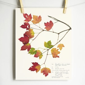 Douglas Maple Print; pressed leaves art print colorful autumn leaves art fall home decor print of original herbarium specimen art
