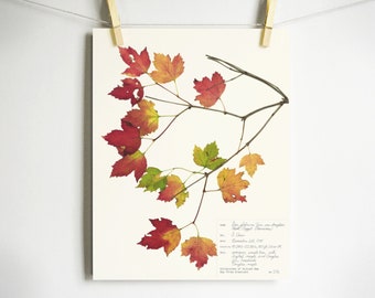 Douglas Maple Print; pressed leaves art print colorful autumn leaves art fall home decor print of original herbarium specimen art