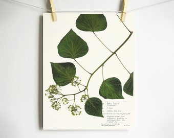 Impression de lierre anglais ; impression botanique de feuilles d'art originales spécimen d'herbier d'art bressed impression botanique 11 x 14 8 x 10 art végétal pressé