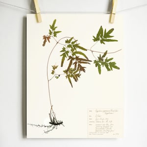 Japanese Fern Print; pressed botanical print of fern with roots and scientific label on high quality archival paper light academia wall art