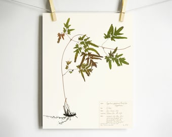 Japanese Fern Print; pressed botanical print of fern with roots and scientific label on high quality archival paper light academia wall art