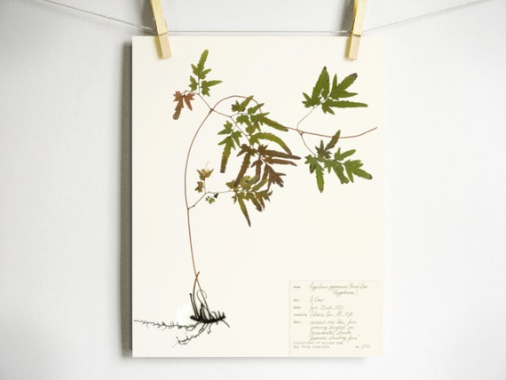 Japanese Fern Print; pressed botanical print of fern with roots and scientific label on high quality archival paper light academia wall art