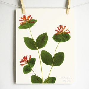 May include: A pressed flower art print featuring a sprig of Lonicera sempervirens, also known as Trumpet Honeysuckle, with red flowers and green leaves. The print is signed "William & Dove".