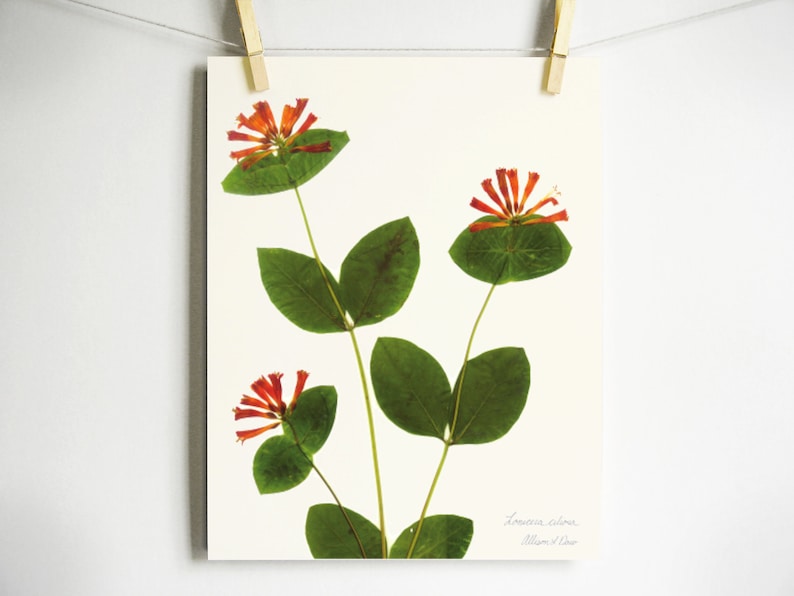 May include: A pressed flower art print featuring a sprig of Lonicera sempervirens, also known as Trumpet Honeysuckle, with red flowers and green leaves. The print is signed "William & Dove".