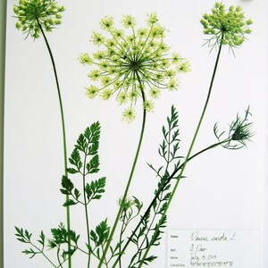 May include: A botanical specimen sheet featuring pressed green Daucus carota L. plants with delicate umbel flowers and feathery leaves on white paper. A handwritten label includes the name, date July 15, 2013, location coordinates, and description.
