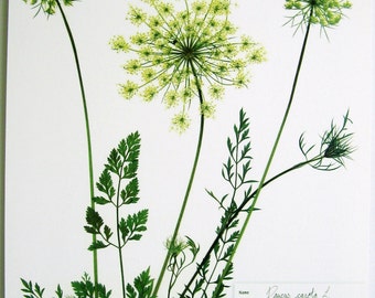 Queen Anne's Lace In Bloom Everywhere In Northern Israel - creative jewish  mom