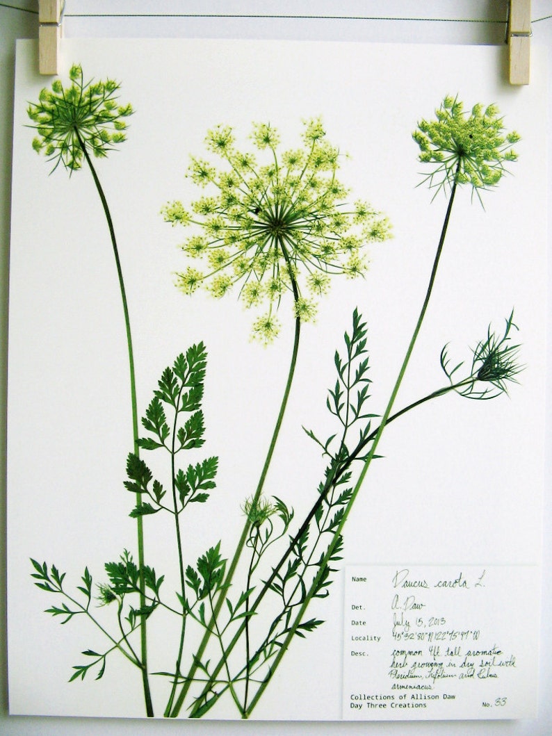 May include: A botanical specimen sheet featuring pressed green Daucus carota L. plants with delicate umbel flowers and feathery leaves on white paper. A handwritten label includes the name, date July 15, 2013, location coordinates, and description.