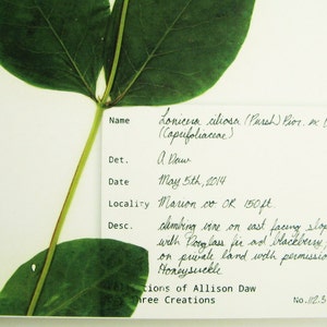 May include: A pressed plant specimen of Lonicera ciliosa, also known as the  'Hairy Honeysuckle', with a handwritten label identifying the plant, its location, and date of collection. The label reads: "Lonicera ciliosa (Pursh) Pior. ex DC. (Caprifoliaceae)"  "Det. A Daw"  "May 5th, 2014"  "Locality Marion co. OK 150 ft."  "Desc. climbing vine on east facing slope with Pouglass fir ad blackberry, on private land with permission. Honeysuckle"  "tions of Allison Daw ree Creations"  "No.112.5-112.5"