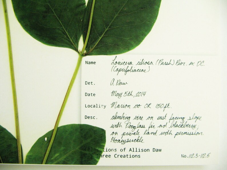 May include: A pressed plant specimen of Lonicera ciliosa, also known as the  'Hairy Honeysuckle', with a handwritten label identifying the plant, its location, and date of collection. The label reads: "Lonicera ciliosa (Pursh) Pior. ex DC. (Caprifoliaceae)"  "Det. A Daw"  "May 5th, 2014"  "Locality Marion co. OK 150 ft."  "Desc. climbing vine on east facing slope with Pouglass fir ad blackberry, on private land with permission. Honeysuckle"  "tions of Allison Daw ree Creations"  "No.112.5-112.5"