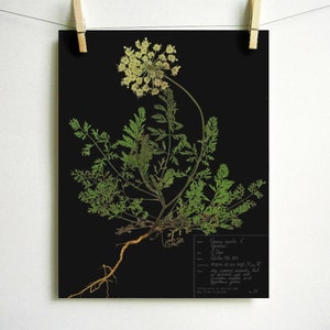 May include: A botanical print on a black background featuring a pressed plant with green feathery leaves, a pale yellow flower head, and exposed roots. A rectangular label in the bottom right corner contains handwritten text and scientific data.
