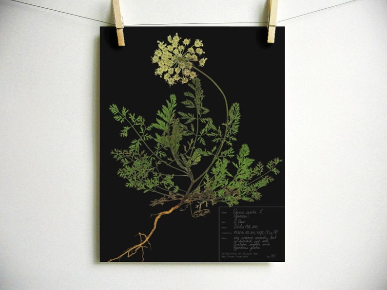May include: A botanical print on a black background featuring a pressed plant with green feathery leaves, a pale yellow flower head, and exposed roots. A rectangular label in the bottom right corner contains handwritten text and scientific data.