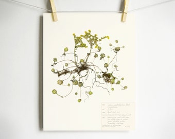 Sedum Print; pressed succulent herbarium artwork california native plant broadleaf stonecrop with yellow flower and roots botanical wall art