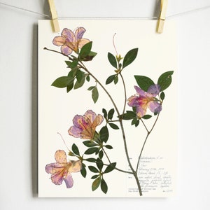 Azalea Print; dried flower art botanical wall art pressed flowers art gift for gardeners herbarium botanical print new orleans art plant art