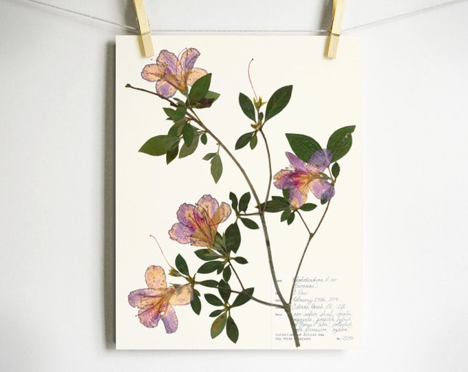 Azalea Print; dried flower art botanical wall art pressed flowers art gift for gardeners herbarium botanical print new orleans art plant art