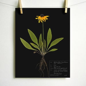 Black Eyed Susan Print; pressed plant botanical art herbarium specimen yellow flower art scientific art dried flower colorado wildflower Dark (with label)