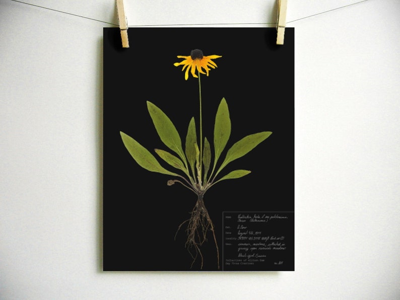 Black Eyed Susan Print pressed plant botanical art herbarium specimen yellow flower art scientific art dried flower colorado wildflower Dark (with label)