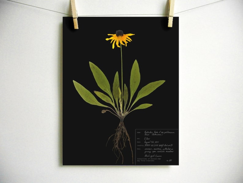 Black Eyed Susan Print; pressed plant botanical art herbarium specimen yellow flower art scientific art dried flower colorado wildflower Dark (with label)