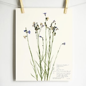 Harebell Print; colorado wildflower art pressed flower art dried flower art print of original herbarium specimen art of scottish bluebell