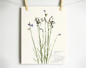 Harebell Print; colorado wildflower art pressed flower art dried flower art print of original herbarium specimen art of scottish bluebell
