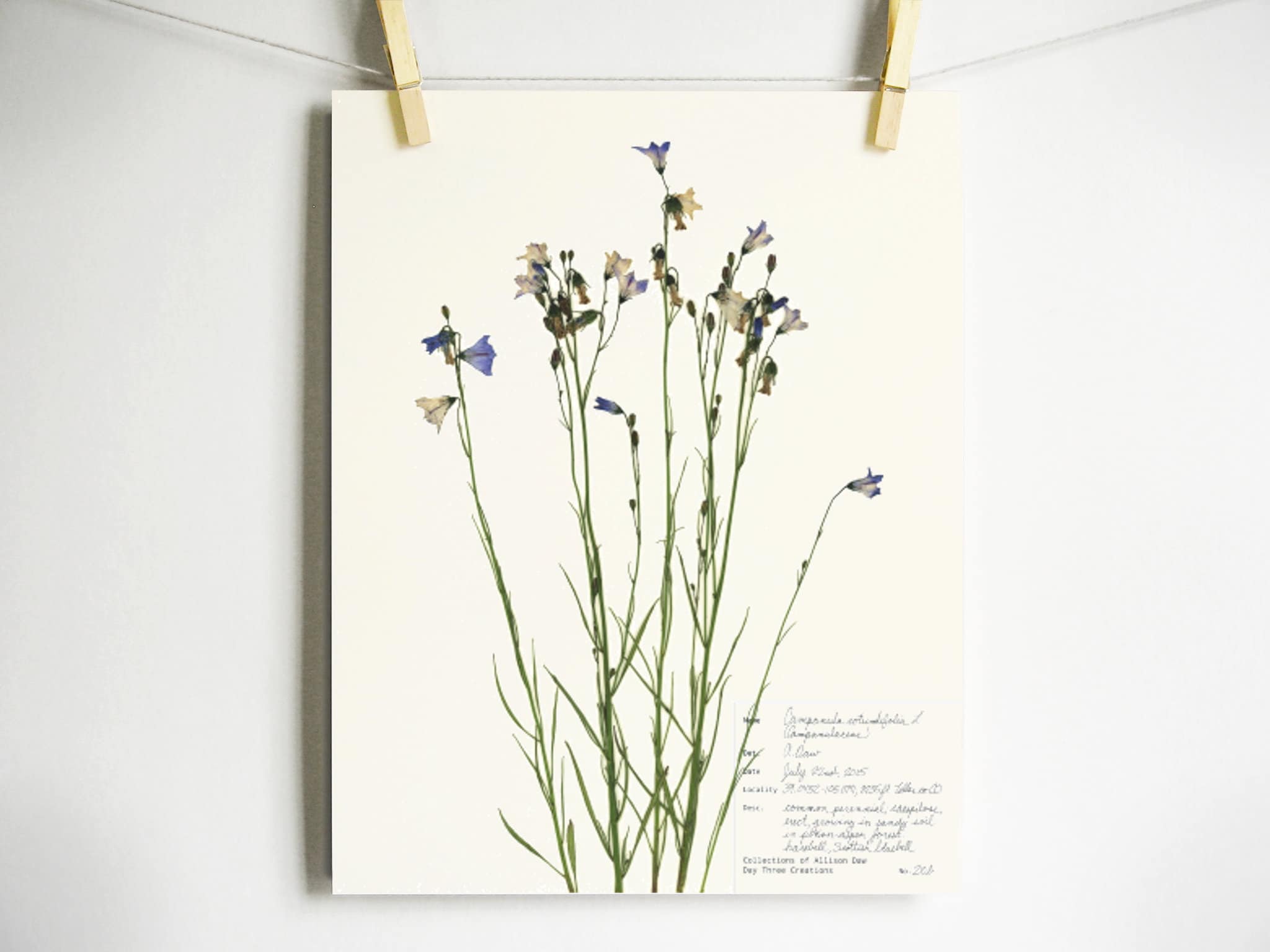 Harebell Print; Colorado Wildflower Art Pressed Flower Art Dried